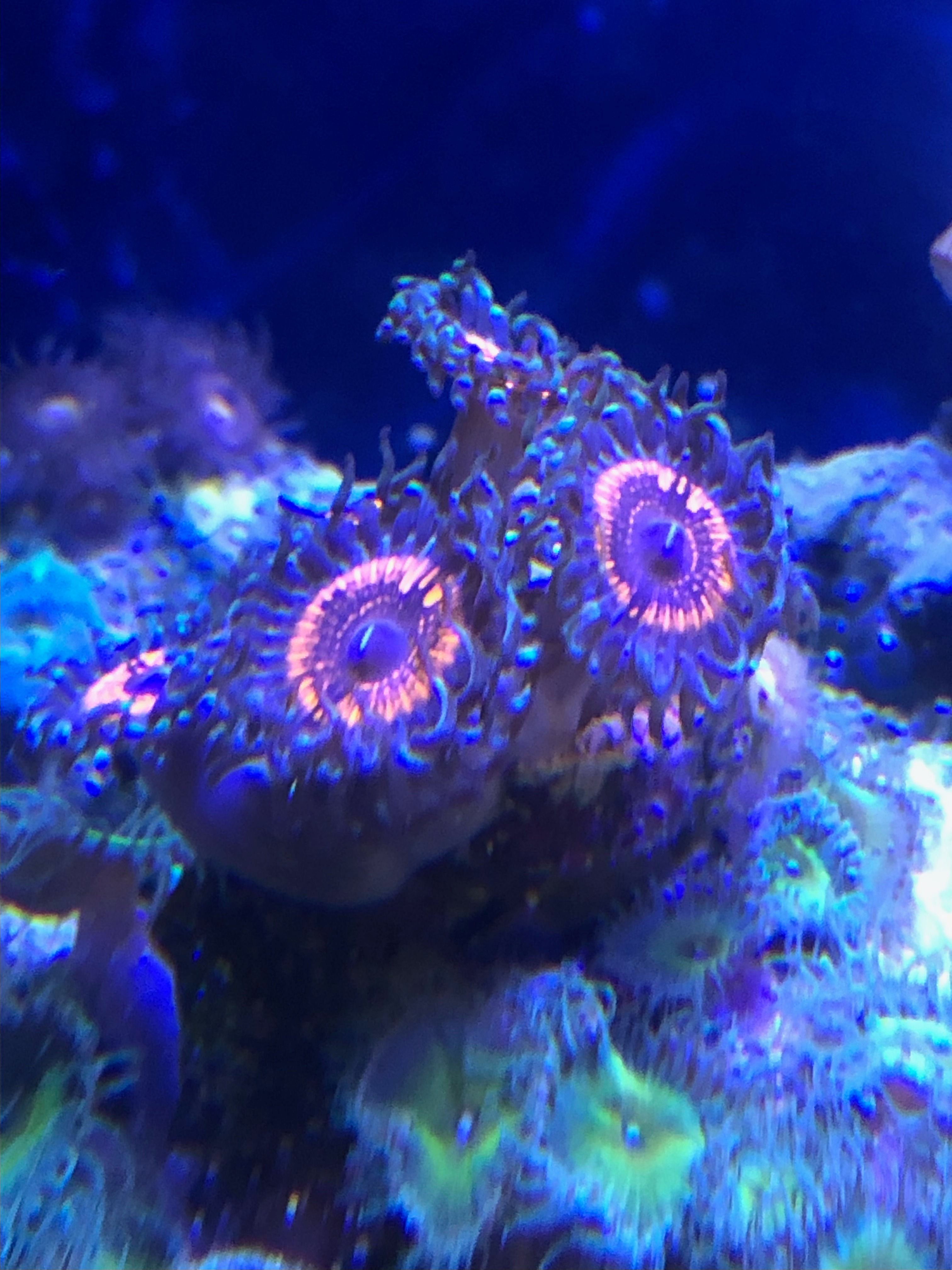 Devils Armor Zoas
