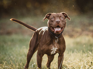 Jak nauczyć psa przywołania?