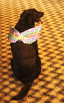 Cosplay de perritos (4).JPG