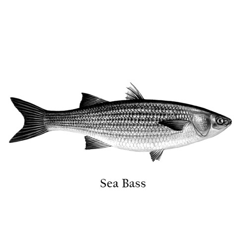 Sea Bass 100 150g Site