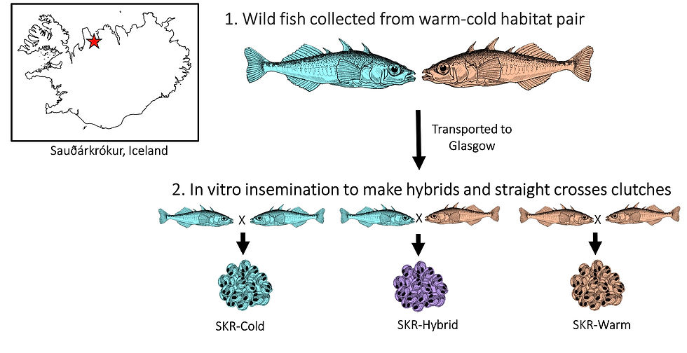 F1 Lab fish experiment: Part 1