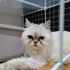 세종고양이분양2.png