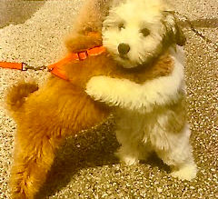 Puppy Love Hugs