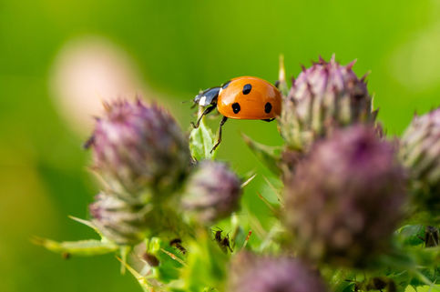 HZ6C8686-2 (Large).jpg