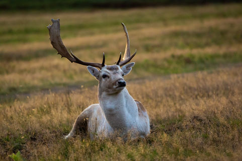 HZ6C9521 (Large).jpg