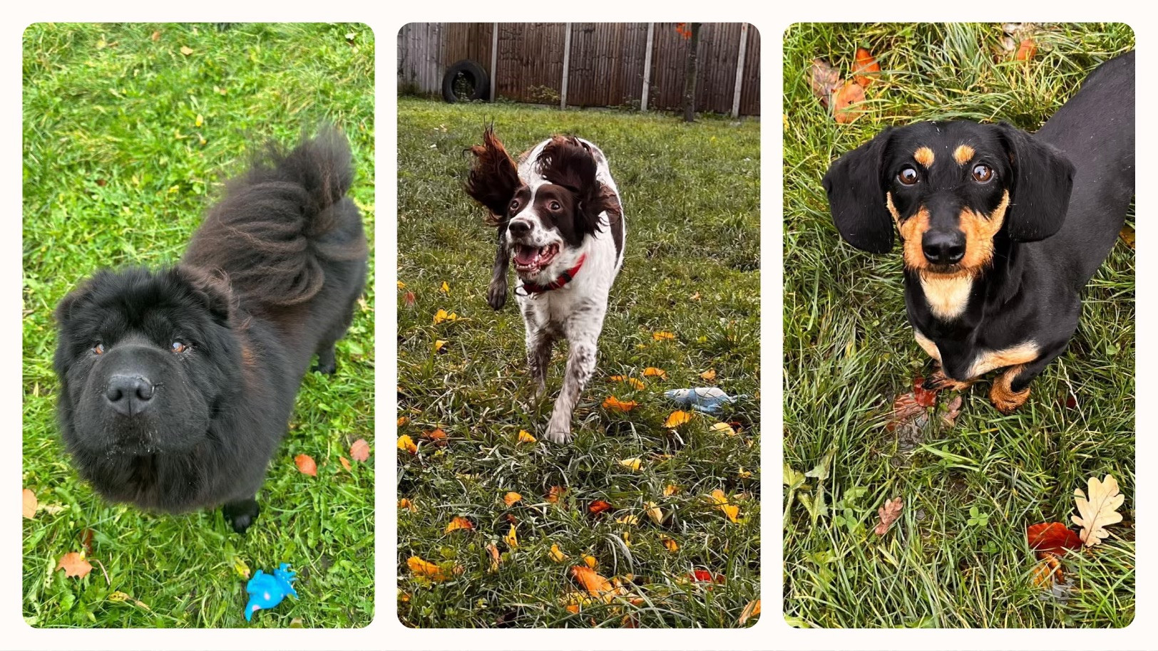 Kennels Woodhaven Boarding Kennels South Milford