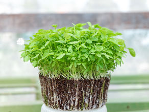 Microgreens