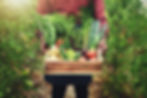 man-farmer-hands-with-vegetables-agriculture-harvest-fresh-produce-greenhouse-closeup-male
