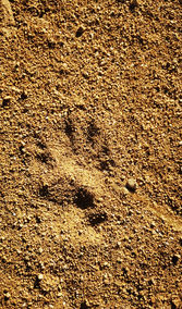 Copie de 335335811_554829373406901_200624779957258941_n.jpeg