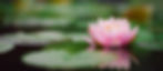 Lotus.jpg