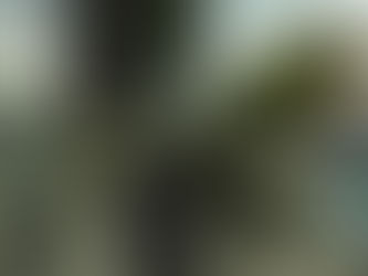 第41回 いのちの力は根に在り