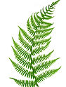 Fern