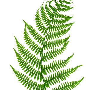 Fern