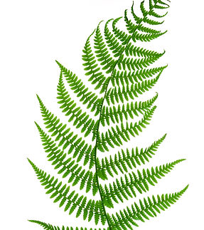 Fern