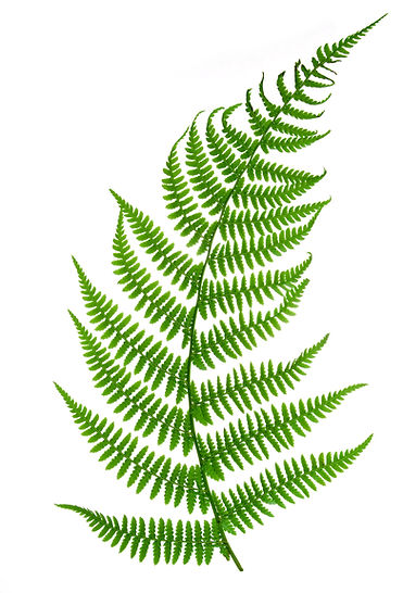Fern