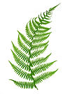 Fern