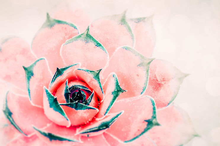 Desert Flower 1.jpg