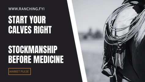 Start Your Calves Right - Stockmanship Before Medicine