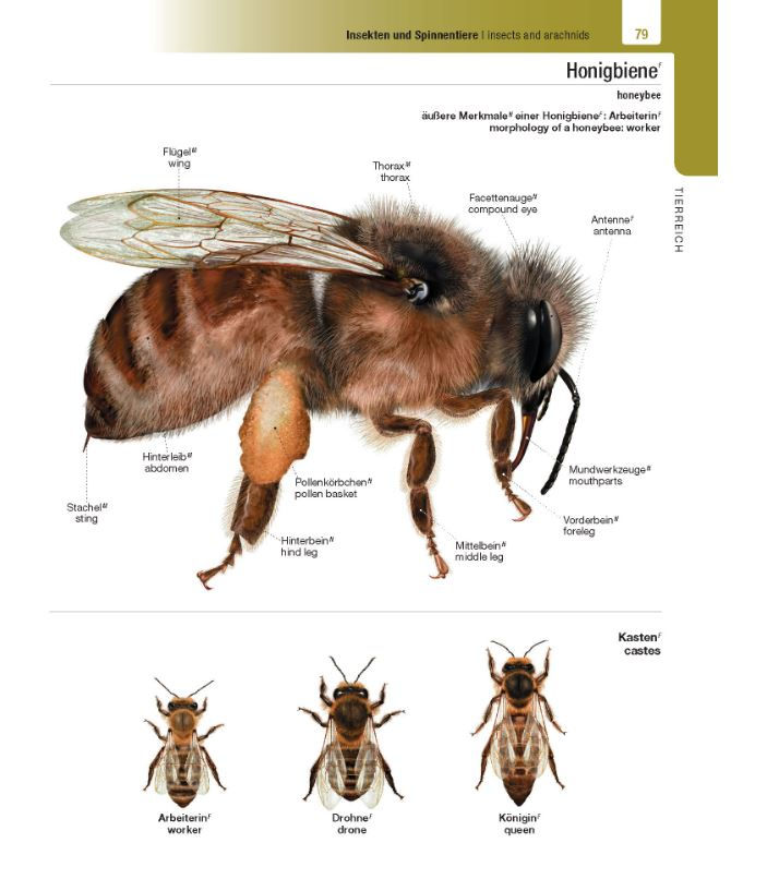 Miniaturbild: Langenscheidt Illustriertes Wörterbuch Englisch