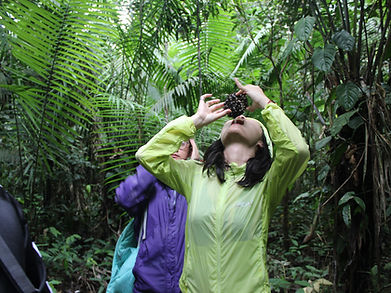 tour in the amazon, wild life in the peruvian rainforest