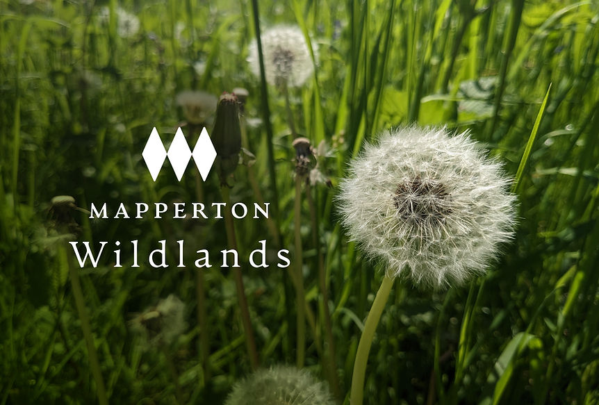 Mapperton Wildlands dandylion photo