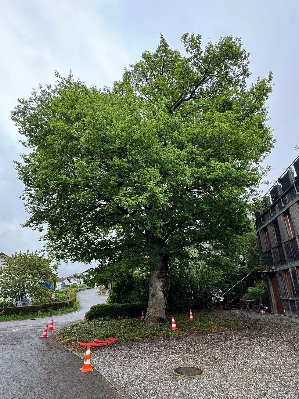Eiche Baum