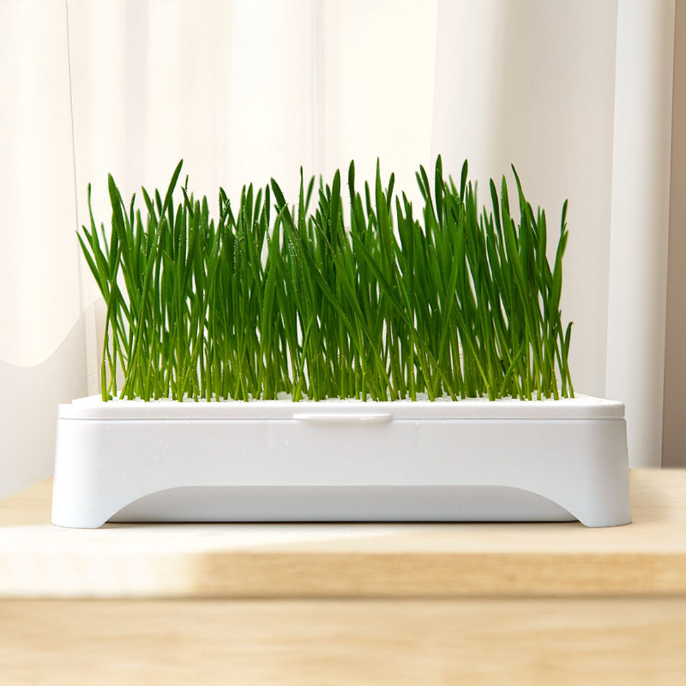 Miniatura: Kit de cultivo de grama para gatos com sistema hidropônico