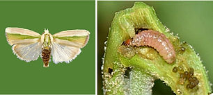 Spotted bollworm