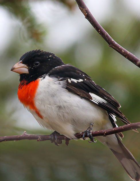 RoseBreastedGrosbeak_LilianHiebert.jpeg