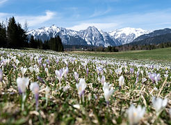 Fruehling 2022 Seefeld Krokus Blumen Wiese Berg Landschaft-02.jpg