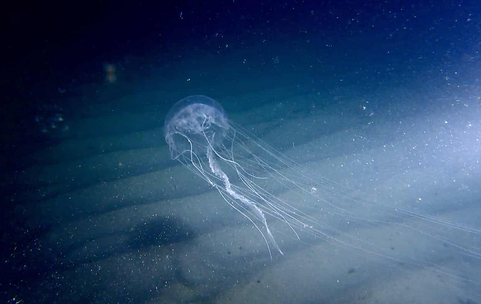 Photo Credit: Mitchell Hunter