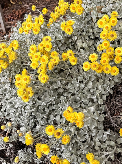 Helichrysum Herb
antiinflammatory, anitmicrobial, would healing, skin repair