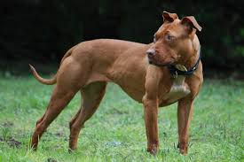 Adopting A Pitbull