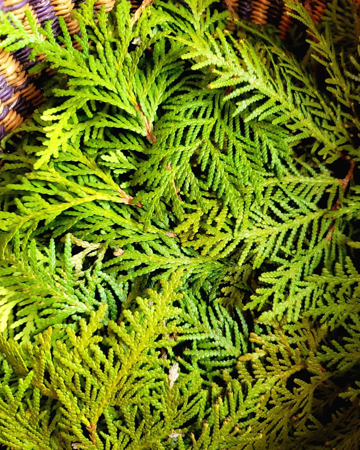Ethically harvested White Cedar Tips