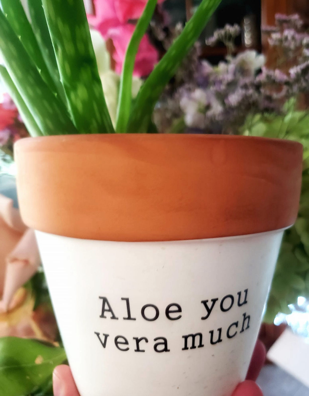 Aloe glycerite
