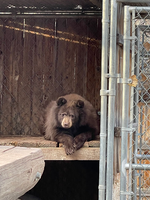 Arizona bear from Navajo Nation.jpeg