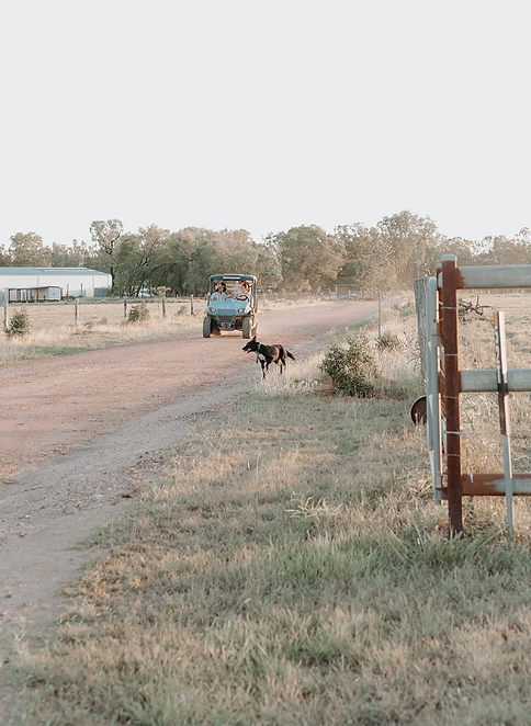 Family buggy driveway.png