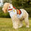 Thumbnail: Funny Hot Dog Pet Hoodie for Dachshunds - Cute Dog Costume
