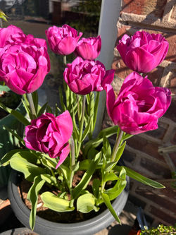 Tulips