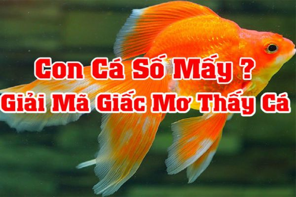 Mơ thấy cá đánh con gì? Giải mã giấc mơ thấy cá trong lô đề content media