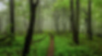 tnc_86887171.jpg