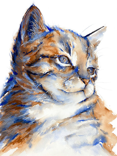 watercolor and gouache painting of a long-haired tabby kitten in three quarter view blue and orange on a white background