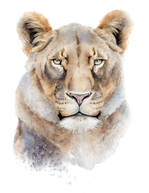 watercolor painting of a female lion forward facing view portrait colorful loose atmospheric realism impressionism on a white background