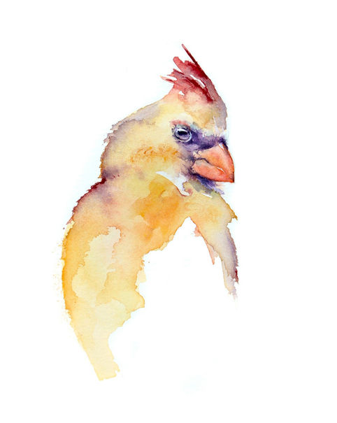 watercolor painting of a female cardinal bird on a white background