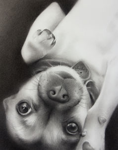 pencil drawing portrait of a dog playfully laying down facing the viewer cute expression lifting paw