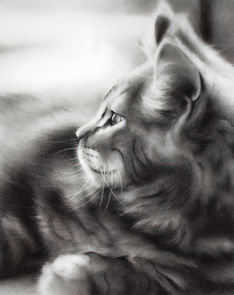 pencil graphite and charcoal portrait of a long haired tabby cat facing away