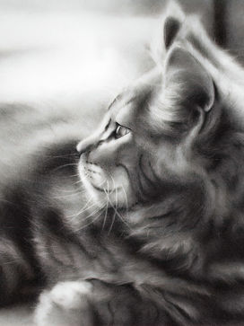 pencil and charcoal portrait of a long-haired tabby cat