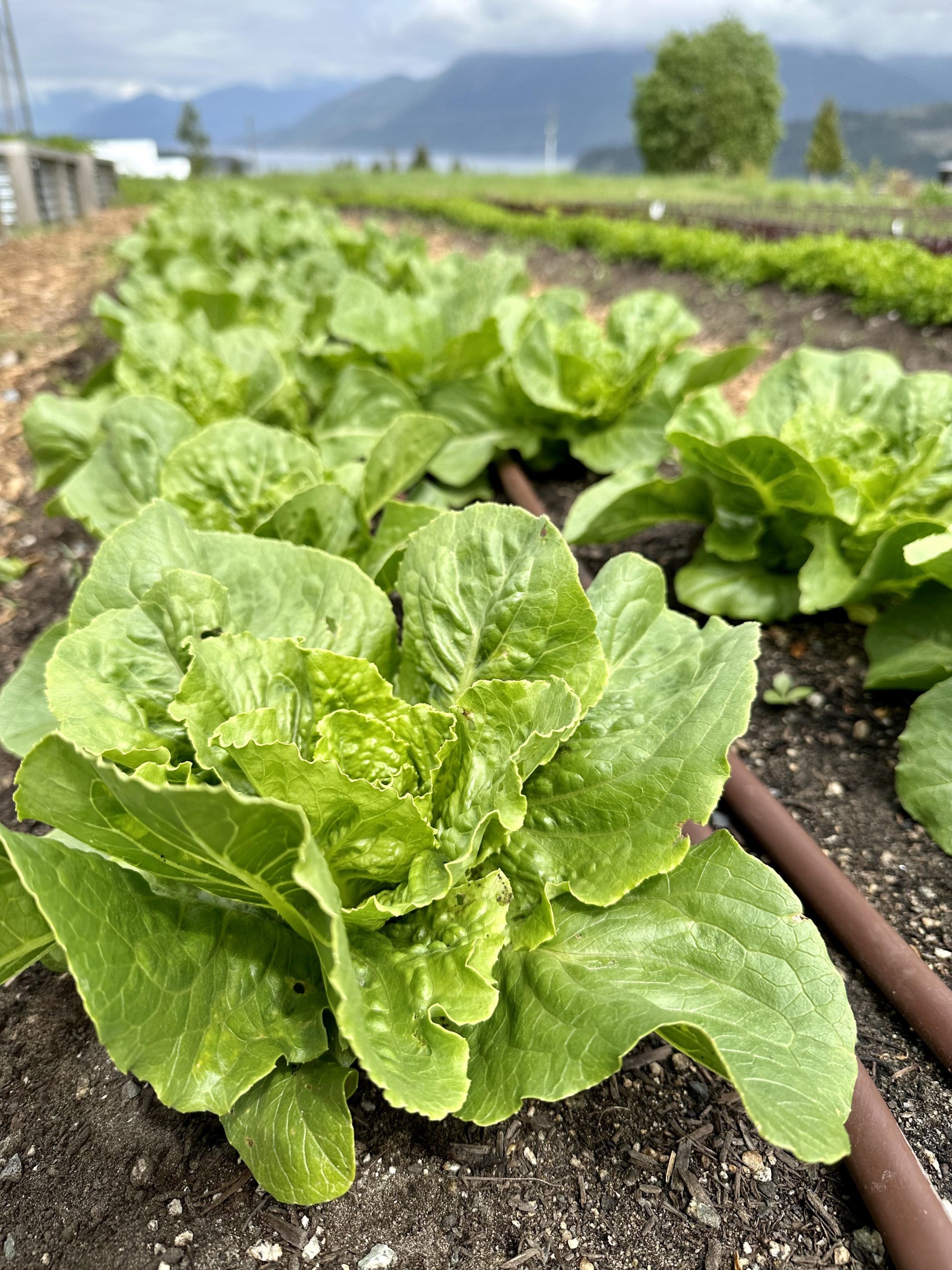 Arranged Food and Objects