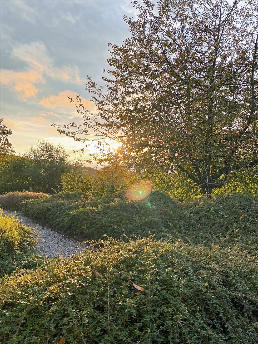 Bos tijdens zonsondergang