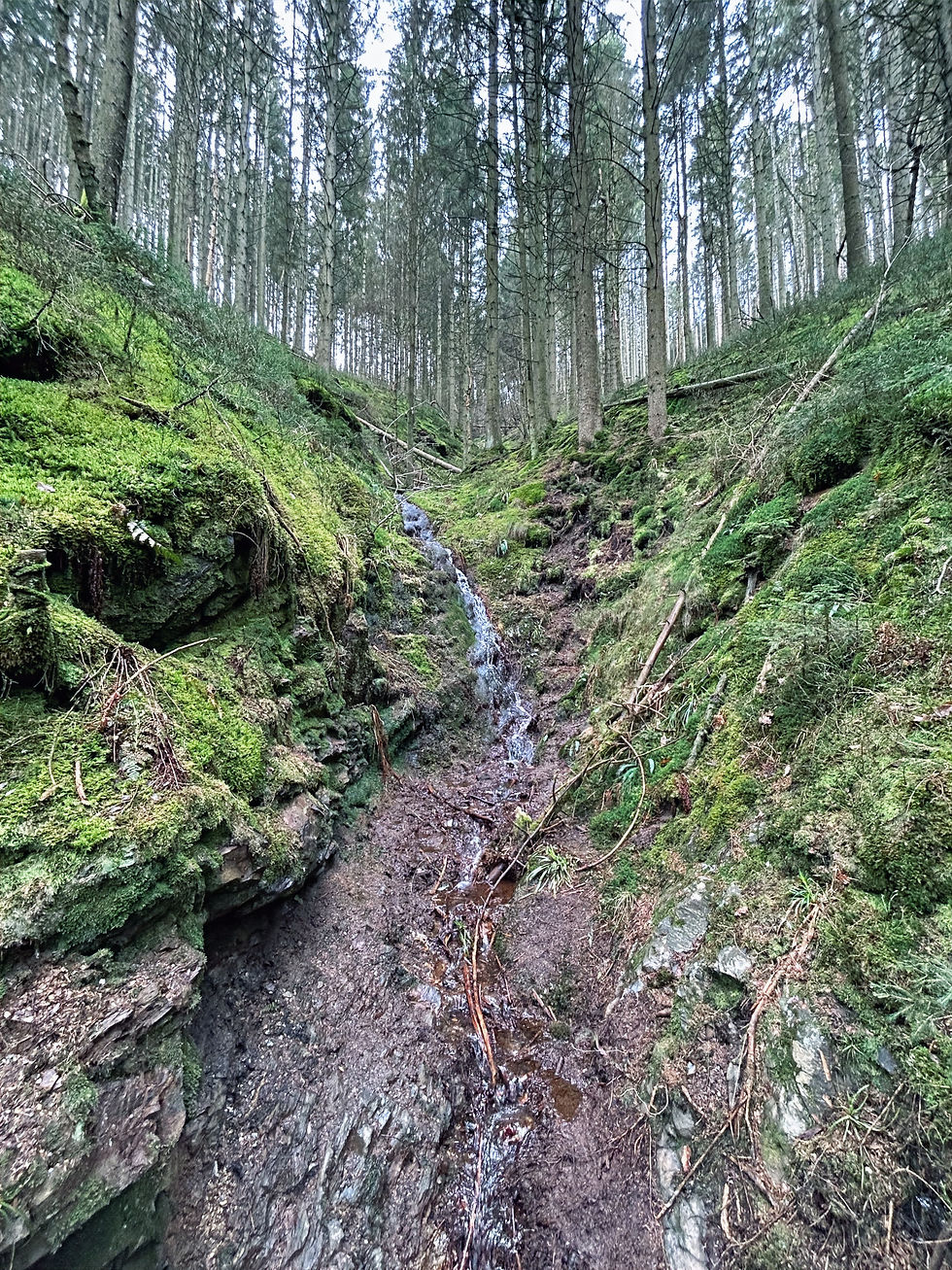 Bos met mini waterval